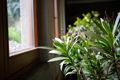 Kuip- en potplanten verzorgen